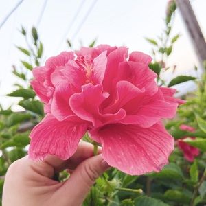 Meet your Posher, Camille